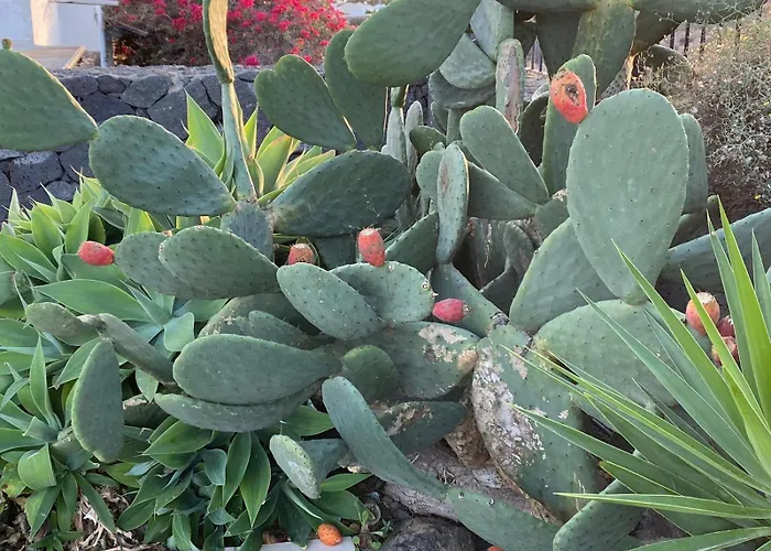 فيلة Vista Verano